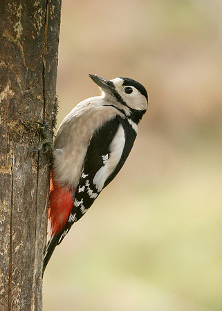 Great Spotted Woodpecker Dendrocopus major