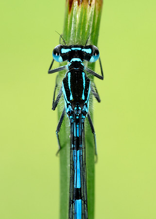 Variable Damselfly Coenagrion pulchellum