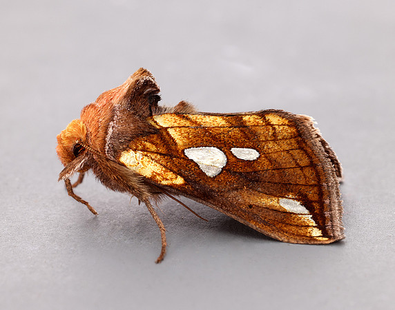 73.023 BF2440 Lempke's Gold Spot Plusia putnami