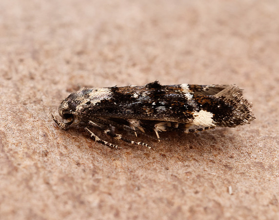 40.001 BF885 Mompha conturbatella
