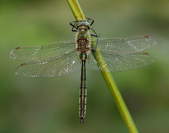 Brilliant Emerald Somatochlora metallica