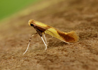 15.008 BF286 Caloptilia alchimiella