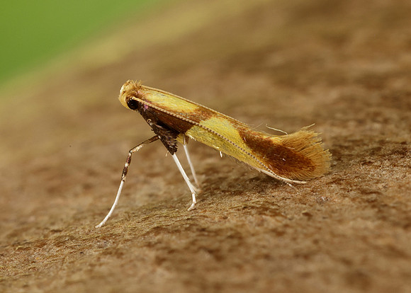 15.008 BF286 Caloptilia alchimiella