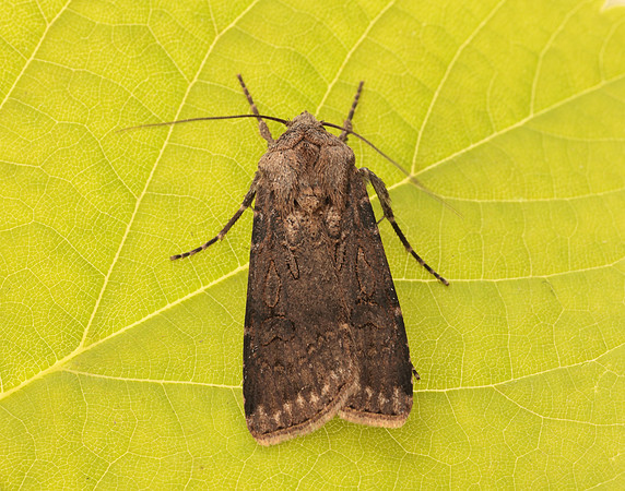 73.319 BF2087 Turnip Moth Agrotis segetum