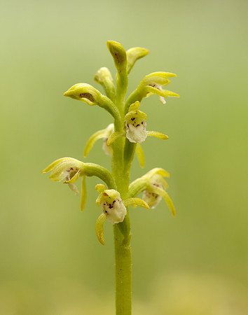 Coralroot Orchid Corallorhiza trifida