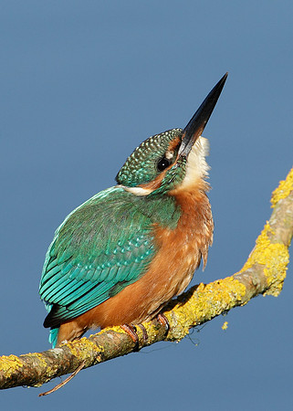 Kingfisher Alcedo atthis
