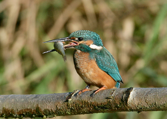 Kingfisher Alcedo atthis