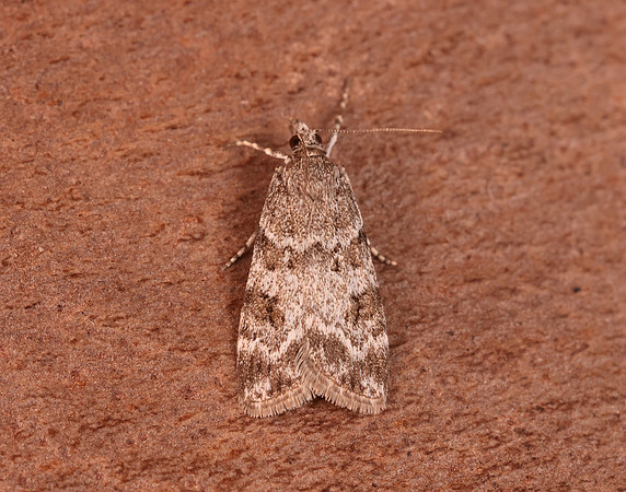 63.064 BF1334 Scoparia ambigualis