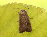 73.099 BF2384 Vine's Rustic Hoplodrina ambigua
