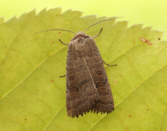 73.099 BF2384 Vine's Rustic Hoplodrina ambigua