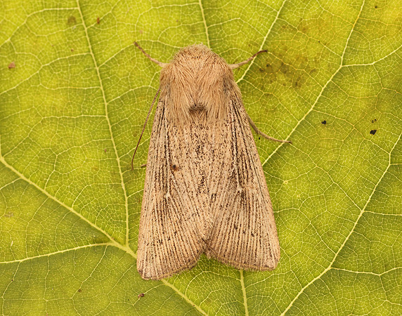 73.302 BF2204 Obscure Wainscot Leucania obsoleta