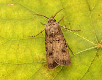 73.319 BF2087 Turnip Moth Agrotis segetum