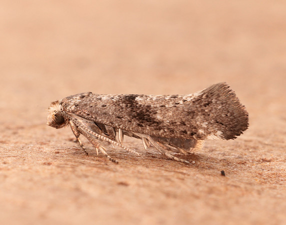 16.015 BF437 Swammerdamia caesiella