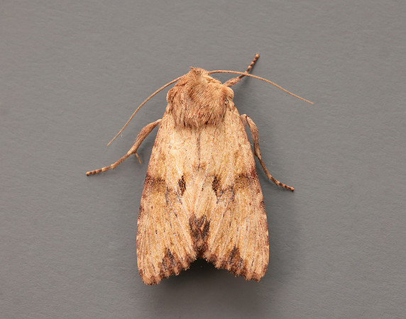 73.164 BF2323 Reddish Light Arches Apamea sublustris