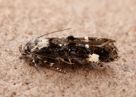 40.001 BF885 Mompha conturbatella