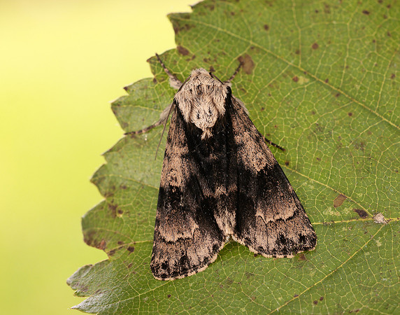 73.036 BF2281 Alder Moth Acronicta alni