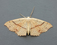 70.036 BF1680 Maiden's Blush Cyclophora punctaria
