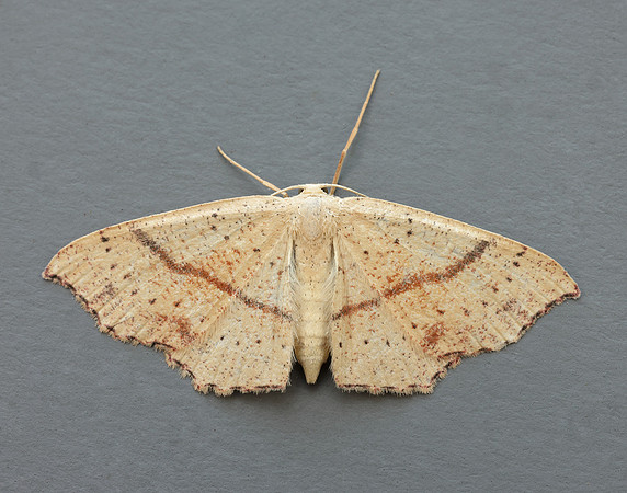 70.036 BF1680 Maiden's Blush Cyclophora punctaria