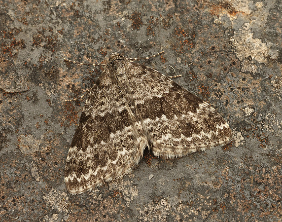 70.072 BF1744 Grey Mountain Carpet Entephria caesiata