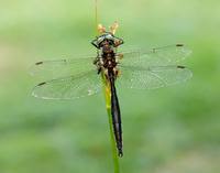 Northern Emerald Somatochlora arctica