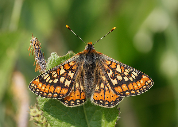 Marsh Fritillary Euphydryas aurinia