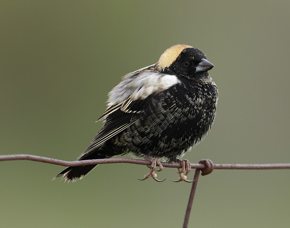 Bobolink Dolichonyx oryzivorus