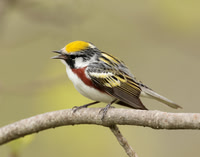 Chestnut-sided Warbler Setophaga pensylvanica
