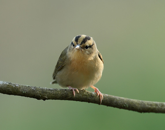 Worm-eating Warbler Helmitheros vermivorum