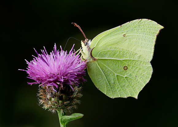 Brimstone Gonepteryx rhamni