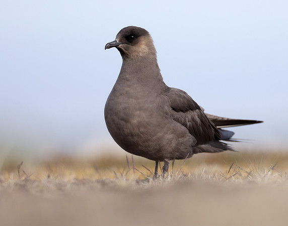 Arctic Skua Stercorarius parasiticus