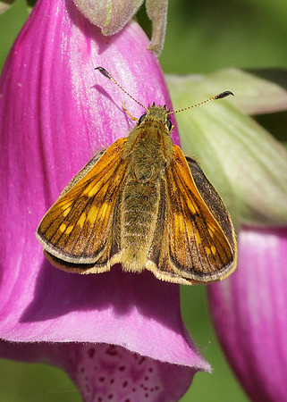 Large Skipper Ochlodes venata