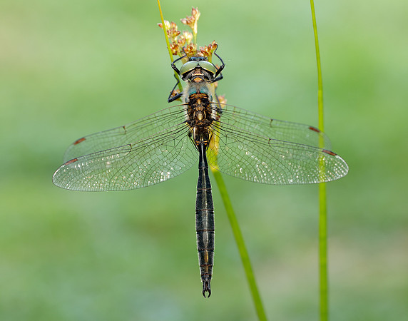 Northern Emerald Somatochlora arctica