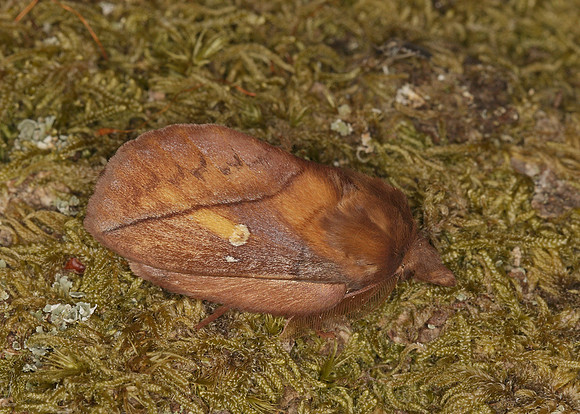 66.010 BF1640 Drinker Euthrix potatoria