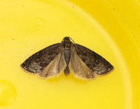 49.357 BF1247 Plum Fruit Moth Grapholita funebrana