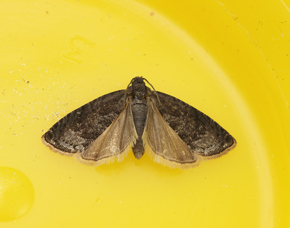 49.357 BF1247 Plum Fruit Moth Grapholita funebrana