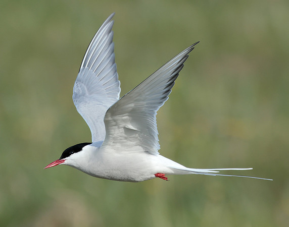 Arctic Tern Sterna paradisaea