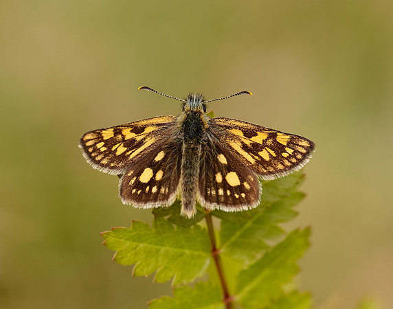 Chequered Skipper Carterocephalus palaemon