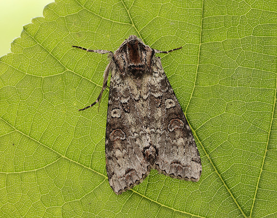 73.260 BF2149 Silvery Arches Polia hepatica