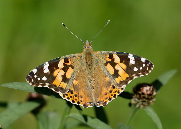 Painted Lady Vanessa cardui