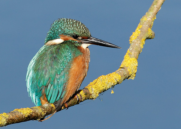 Kingfisher Alcedo atthis