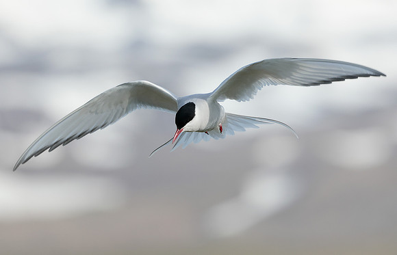 Arctic Tern Sterna paradisaea