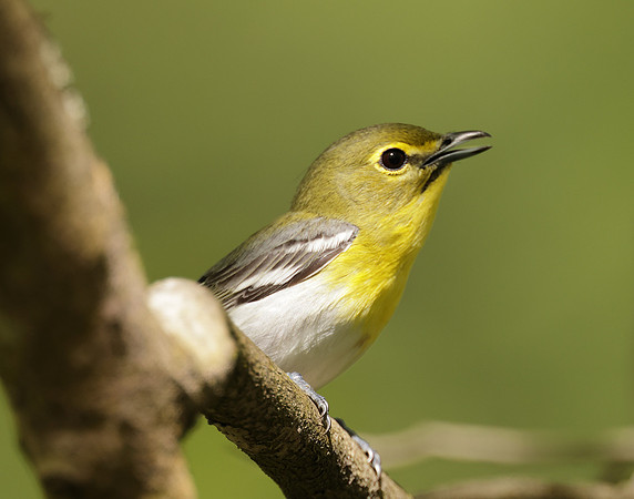 Yellow-throated Vireo Vireo flavifrons