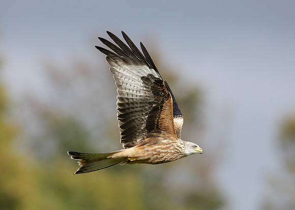 Red Kite Milvus milvus