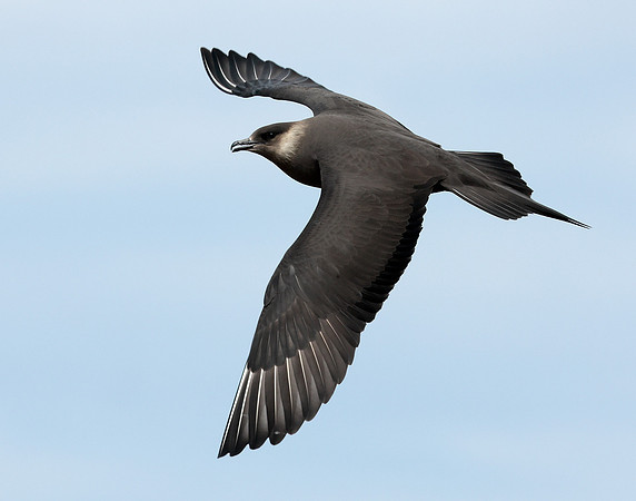 Arctic Skua Stercorarius parasiticus