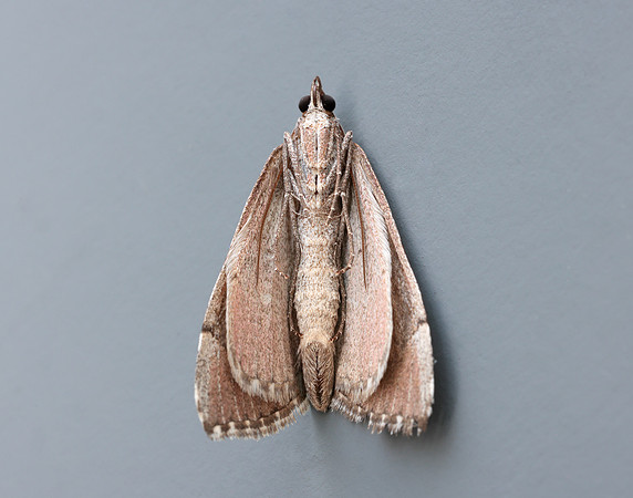 70.192 BF1867 Treble-bar Aplocera plagiata