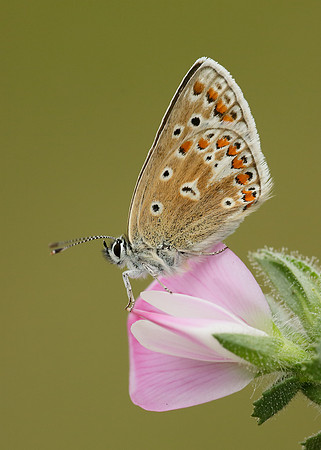 Common Blue Polyommatus icarus