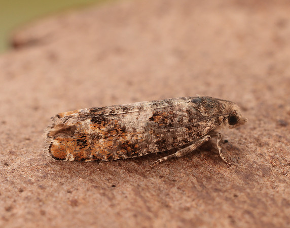 49.251 BF1146 Epinotia rubiginosana