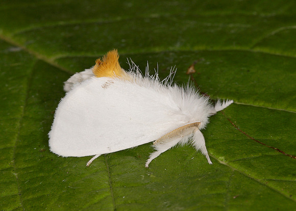 72.013 BF2030 Yellow-tail Euproctis similis