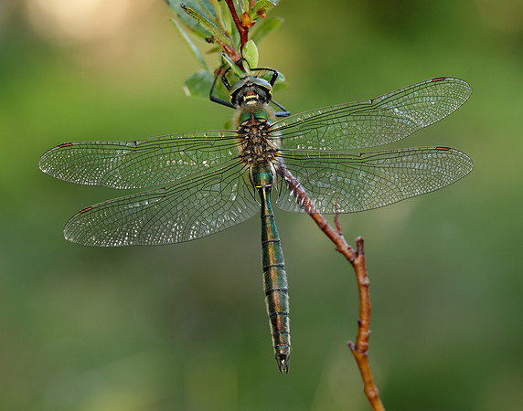 Brilliant Emerald Somatochlora metallica