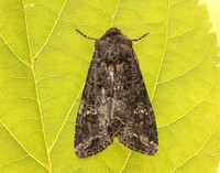 73.274 BF2154 Cabbage Moth Mamestra brassicae